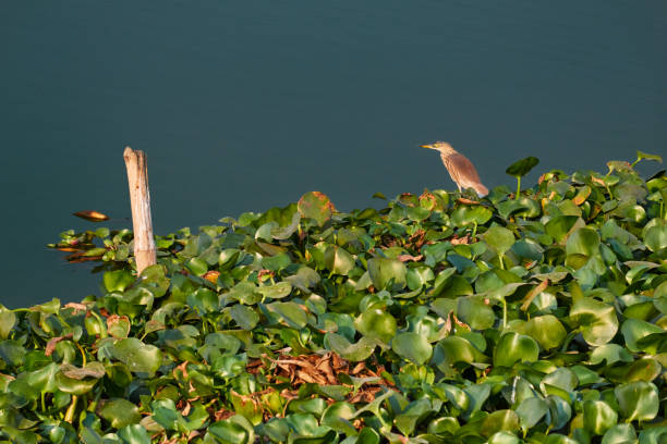 peixes indianos de espera da garça-real da lagoa no hyacinth de água comum (crassipes de eichhornia) - introduced species - fotografias e filmes do acervo