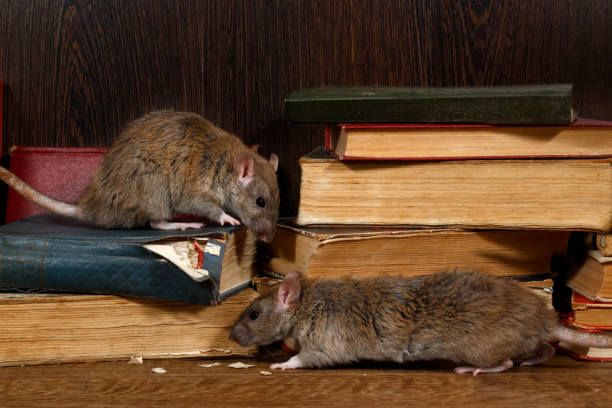 rat de gros plan deux grimpe sur des livres anciens sur le plancher de la bibliothèque. - rongeur photos et images de collection