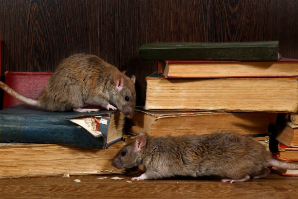 Close-up two rat climbs on old books on the flooring in the library. Close-up two rat (Rattus norvegicus) climbs on old books on the flooring in the library. Concept of rodent control. rodent stock pictures, royalty-free photos & images