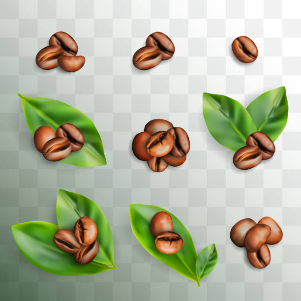 ilustraciones, imágenes clip art, dibujos animados e iconos de stock de conjunto de granos tostados de café con hojas frescas de café - coffee bean coffee crop heap backgrounds