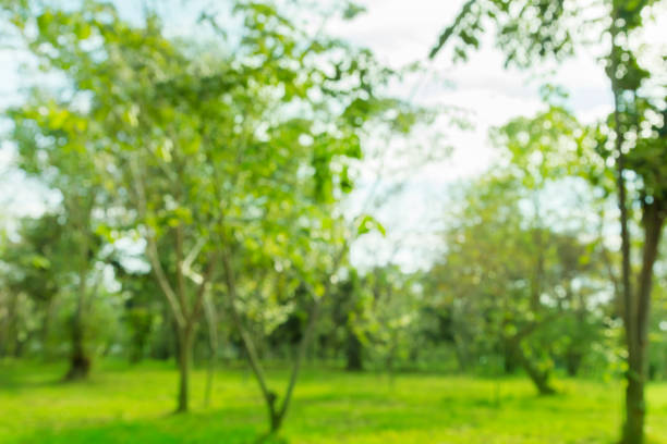 istock blurred photo public park background. Green tree Morning sun 1130317936