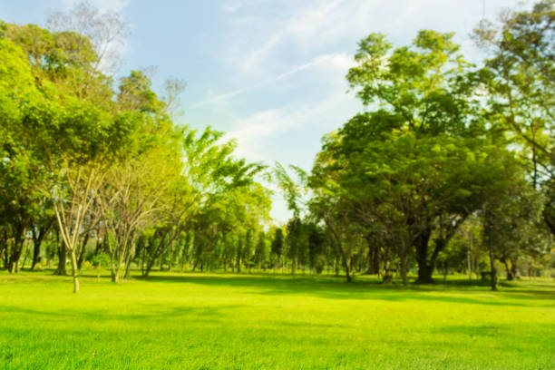 Green lawn with trees in park