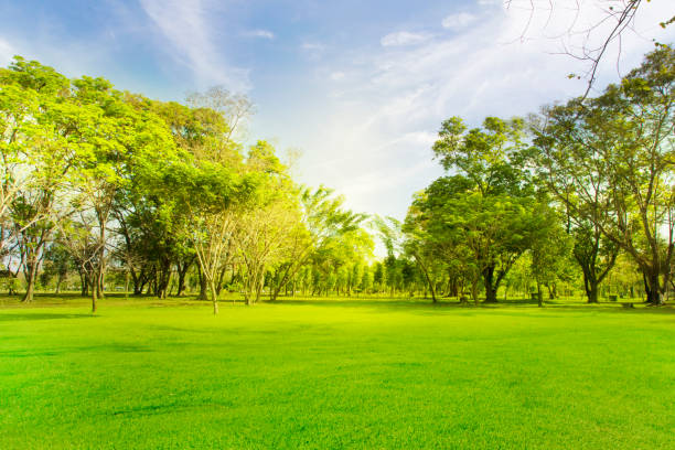 istock Beautiful meadow in the park with morning sky. 1130317968