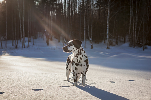 An alert dalmatian dog standing in a field of snow with the suns rays beaming down