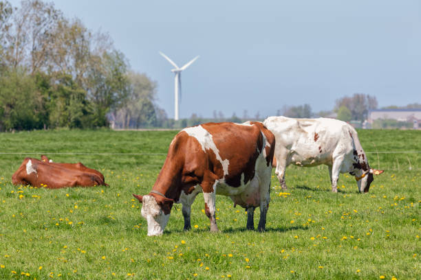 Group of curious Dutch dairy cows in front of large wind turbines