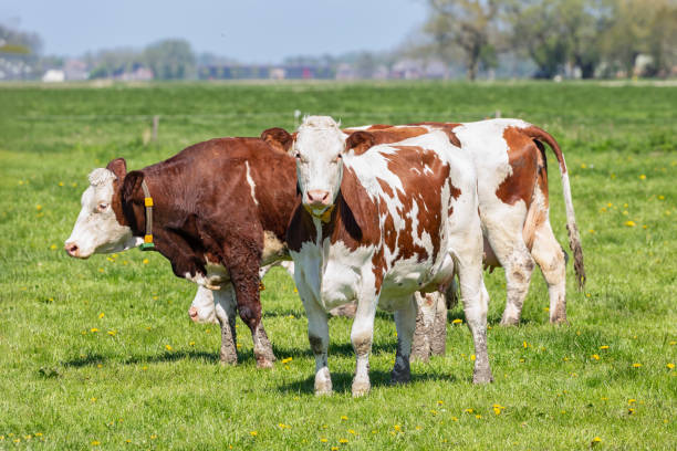 istock Dutch rural landscape in Groningen with grazing cows 1130318039