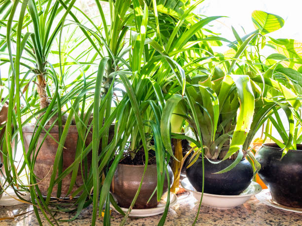 istock houseplants with green leaves in ceramic pots 1130318206