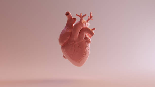 cuore anatomico in porcellana rosa - cuore umano foto e immagini stock
