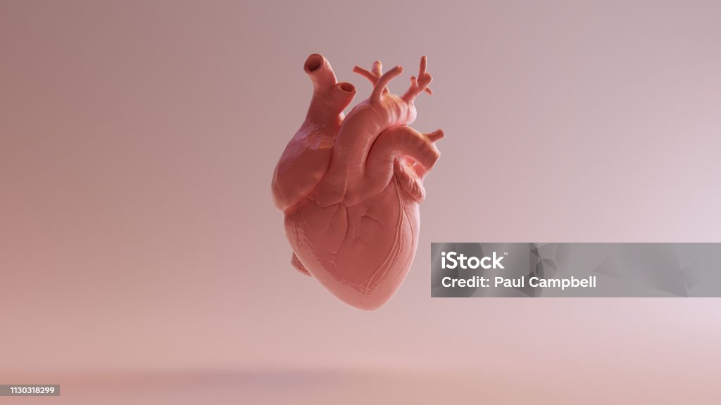 Pink Porcelain Anatomical Heart Pink Porcelain Anatomical Heart 3d illustration 3d render Human Heart Stock Photo