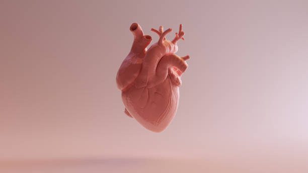 116,611 Human Heart Stock Photos, Pictures & Royalty-Free Images - iStock | Human heart illustration, Human heart icon, Human heart vector 116,611 Human Heart Stock Photos, Pictures & Royalty-Free Images - iStock | Human heart illustration, Human heart icon, Human heart vector