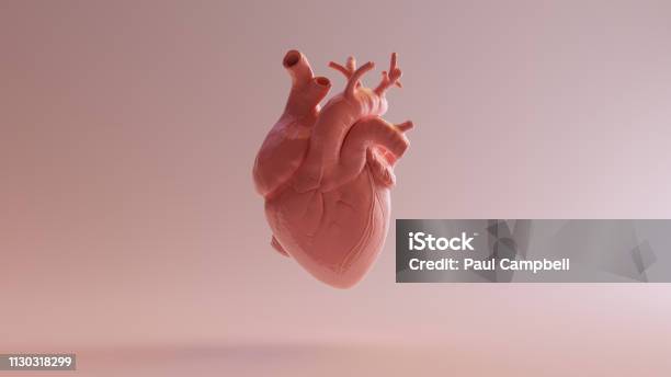 Pink Porcelain Anatomical Heart Stock Photo - Download Image Now - Human Heart, Anatomy, Healthcare And Medicine