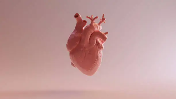 Photo of Pink Porcelain Anatomical Heart