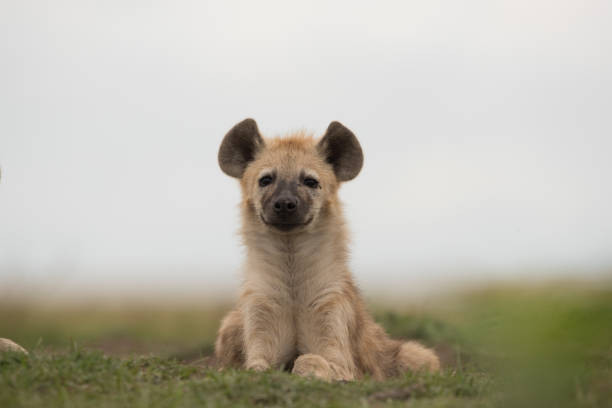 Spotted hyena cub lying in grass