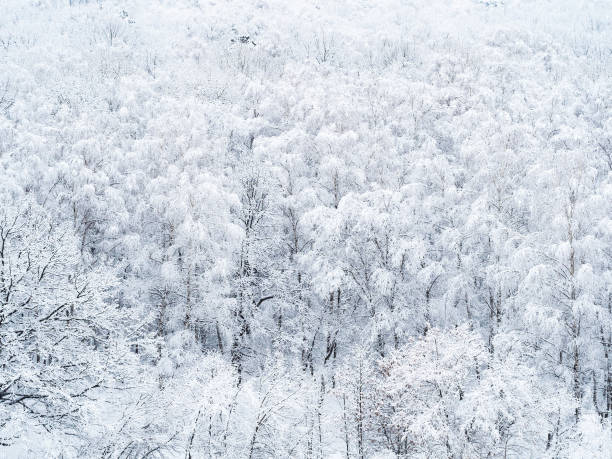 istock aerial view of snow-covered trees in forest 1130319627