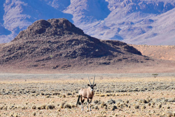 istock Oryx and Desert Landscape - NamibRand, Namibia 1130320210