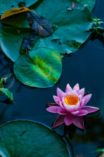 istock Pink lotus blossom surrounded by greenery in natural pond 1130320311