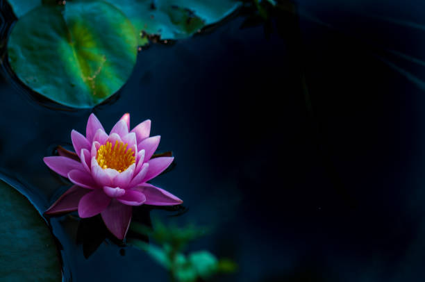 istock Pink lotus blossom 
surrounded natural pond 1130320333