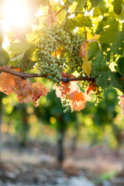 istock Ripe Vine grapes on a farm, Tuscany, Italy 1130321086
