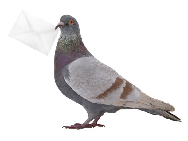 istock gray dove with envelope isolated on white 1130321508