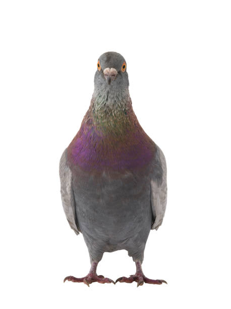 istock gray dove isolated on white 1130321510