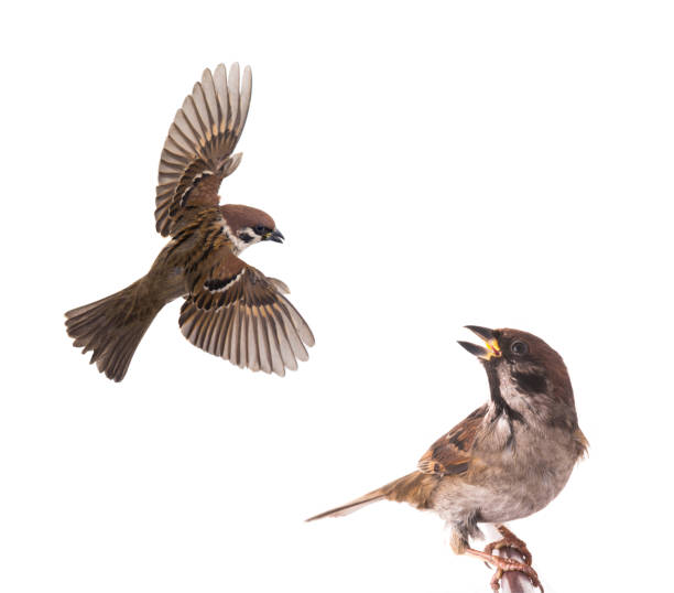 mus vliegen geïsoleerd op wit - sparrows stockfoto's en -beelden