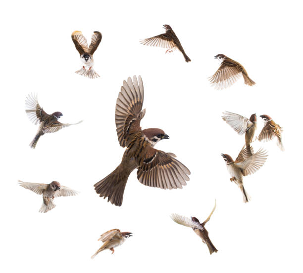 collage mussen vliegt geïsoleerd op wit - sparrows stockfoto's en -beelden