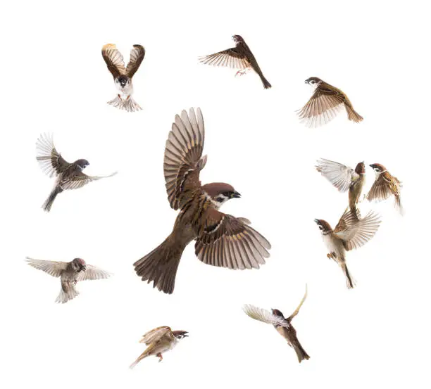 Photo of collage sparrows flies isolated on white