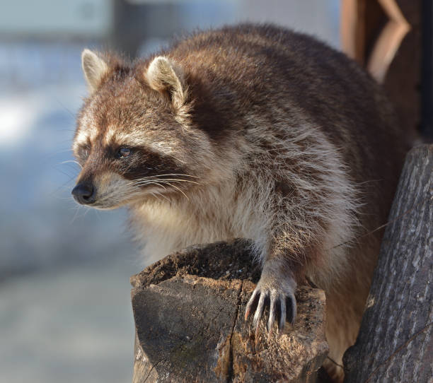 istock Funny Raccoon (Procyon lotor). Animal Portrait 1130323027