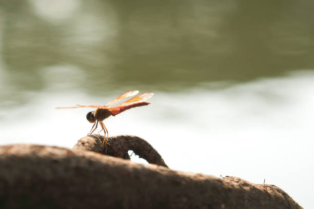 The dragonfly is on the water's edge.