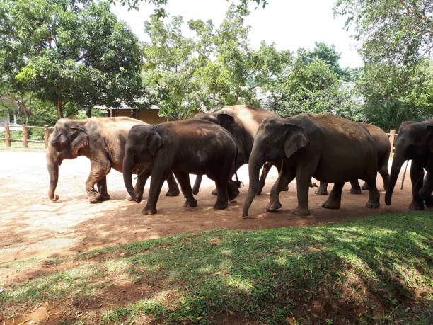 istock Elephants in the safari 1130324178