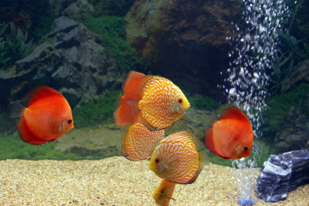 red discus aquarium A beautiful coloured, mainly red, discus fishes in aquarium red pigeon blood discus stock pictures, royalty-free photos & images