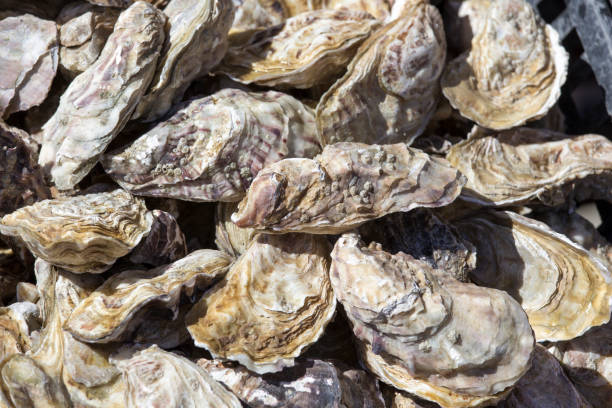 Oysters close up background Oysters close up background taken at market in France cancale photos stock pictures, royalty-free photos & images