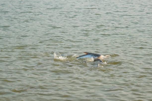 istock Fish eat in the pond 1130324488