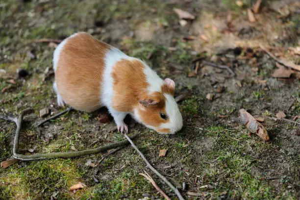 Full body of white-brown domestic guinea pig (Cavia porcellus) cavy. Photography of nature and wildlife.