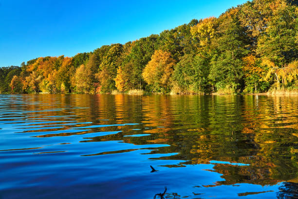 Colorful trees on the lake during autumn in Poznan