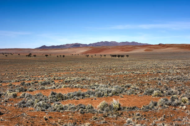Namibia Wolwedans Namib Rand - Free photo on Pixabay
