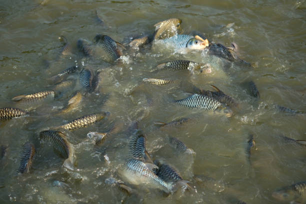 istock Fish eat in the pond 1130325586