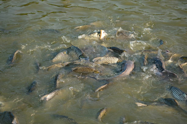 istock Fish eat in the pond 1130325759