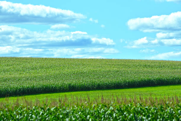 istock Crops in Late Summer Viewed from Moving Car 1130325819