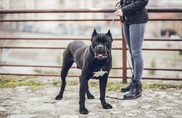 Woman walking a dog in public park Woman holding a young beautiful dog, cane corso, on a leash in a public park. cane corso stock pictures, royalty-free photos & images