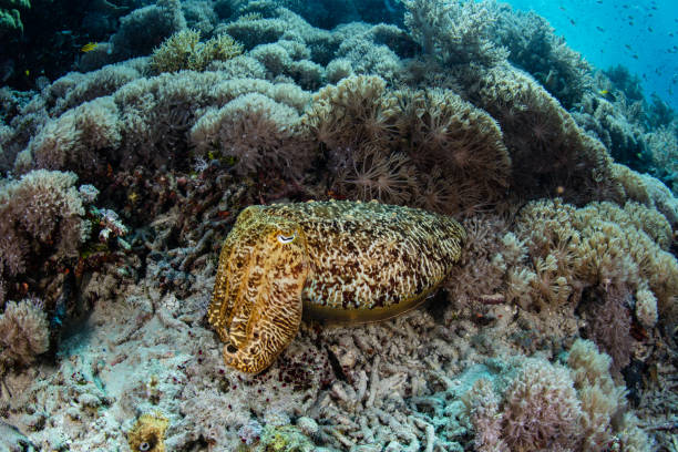 istock Cuttlefish Camouflaged on Coral Reef 1130325860