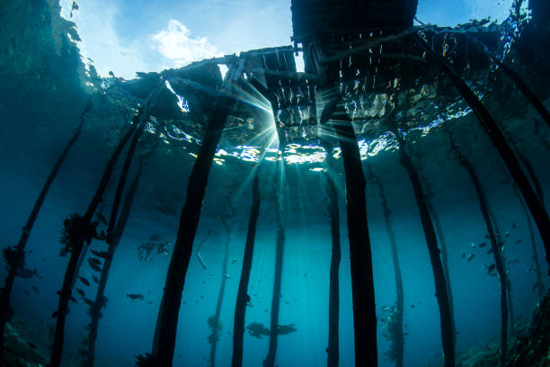istock Sunlight and Clear Water Under a Raja Ampat Jetty 1130325913