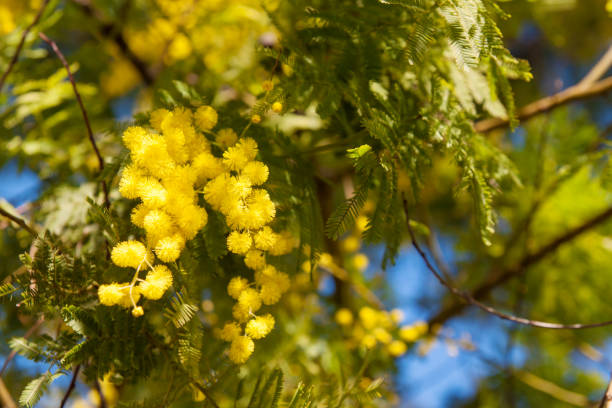 mimosa-baute im frühling - golden beet foods and drinks leaf green stock-fotos und bilder