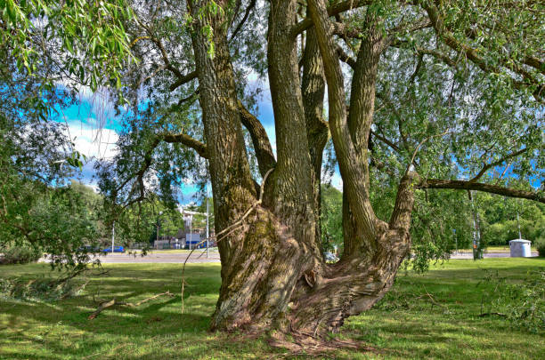 fragment of a nature corner in the kadriorg park in the city of tallinn, estonia. - indescribable imagens e fotografias de stock