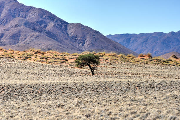 istock Desert Landscape - NamibRand, Namibia 1130327527
