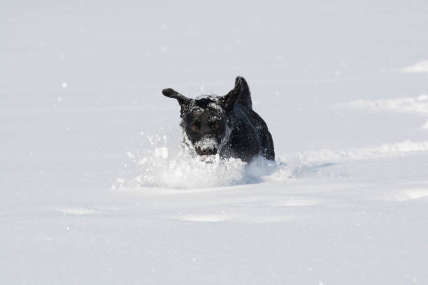 istock Black Labrador in the snow 1130327619