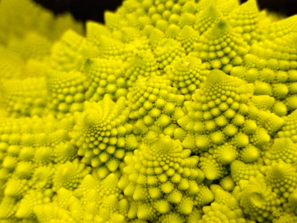 hermoso brócoli romanesco - coliflor romanesco fotografías e imágenes de stock
