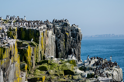 Colourful cliffs host a flock of guillemots in the Farne Islands, UK.