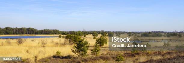 Dutch Natural Heathland Strabrechtse Heide Stock Photo - Download Image Now - Beauty, Blue, Environment