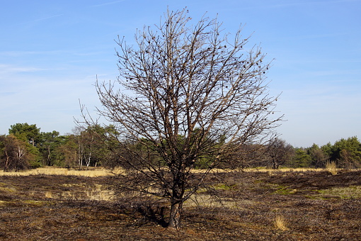 Damaged heathland Strabrechtse Heide, North Brabant.